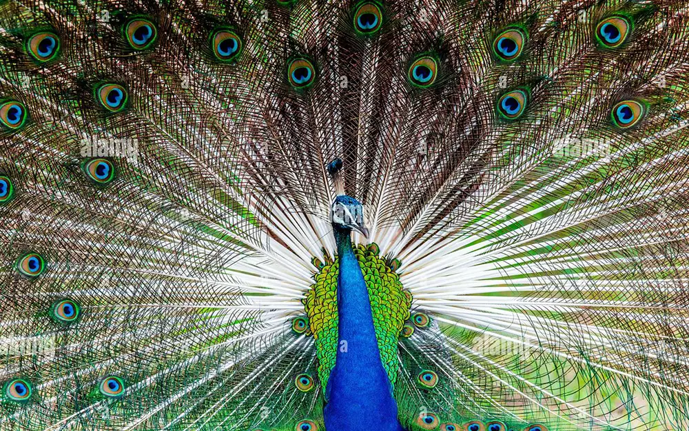 portrait-pavo-cristatus-of-a-peacock-on-the-background-of-his-tail-close-up-sri-lanka-yala-national-park-2JYPY26